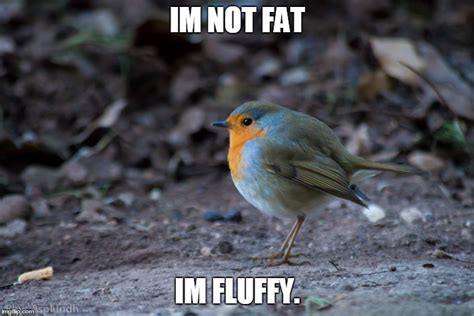 fat bird meme